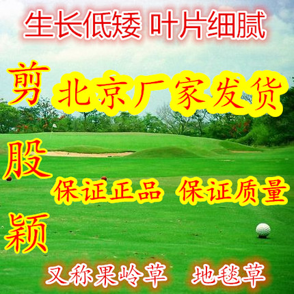 矮生四季青草坪草皮种子草种籽果岭地毯绿化剪股颖庭院免修剪耐寒