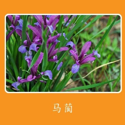 马蔺马兰马莲花种子花籽孑耐盐碱室外庭院花卉野花耐寒宿根春季