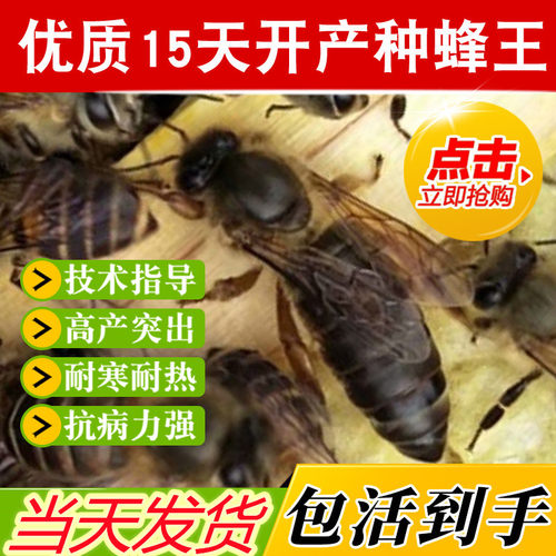 蜜蜂处女王蜂王大叔蜜蜂养殖场