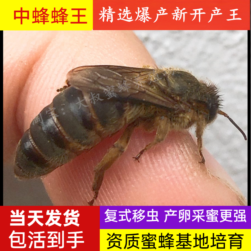 中蜂蜂王种王优质爆产蜜蜂活体开产卵王双色交尾阿坝黑色处女王