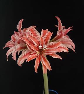 【多福莱特/比翼~现货】荷兰进口朱顶红种球  Doublet  多花品种