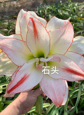 【爱神~现货】现货荷兰进口 朱顶红种球根 蝴蝶  Aphrodite