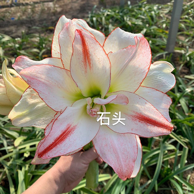 爱神~现货荷兰进口朱顶红种球