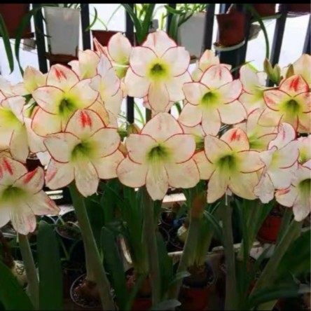 【毕加索~现货】朱顶红种球 秘鲁进口洋朱  Picasso,鲜花速递/花卉仿真/绿植园艺,种球/裸根,淘宝优惠券,粉丝福利购,淘宝优惠卷