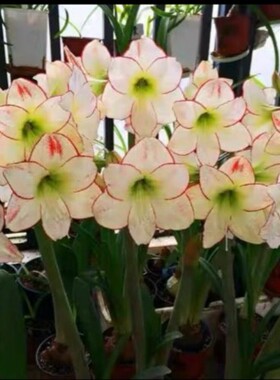 【毕加索~现货】朱顶红种球 秘鲁进口洋朱  Picasso