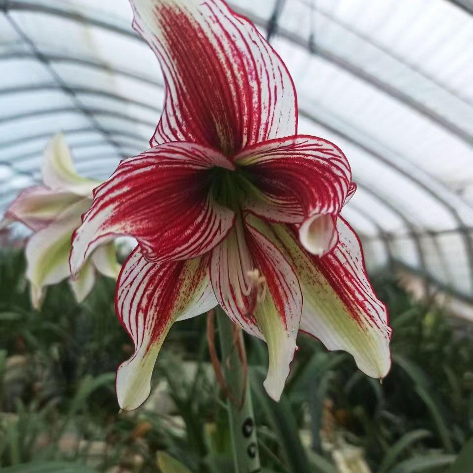 【龙/扭龙~现货包邮】朱顶红种球 日朱