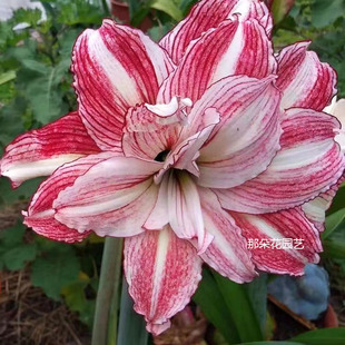 【安吉拉~澳洲朱顶红】自然球