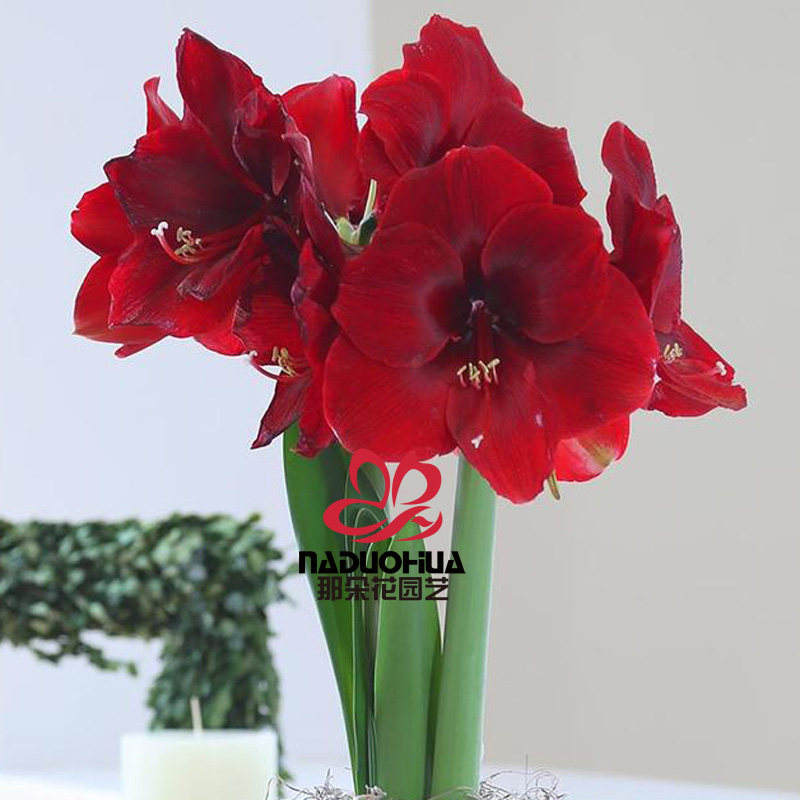 [goods in stock]The flower gardening Netherlands Imported amaryllis Seed ball Maag Magnumin the Flower delivery/Flowers simulation/Plants gardening , Flowers/Fruits and vegetables/Lawn seed (New) , Bulbs  category - from Buy2taobao.com to provide professional Taobao agent buy service