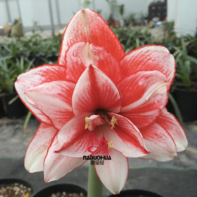 【鬼魅~现货】自然球