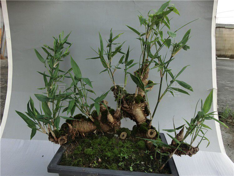 特密茂盛小叶簕竹提根倒种老桩盆景竹根苗茶室咖啡酒巴防辐射绿植