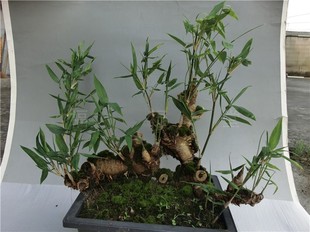 特密茂盛小叶簕竹提根倒种老桩盆景竹根苗茶室咖啡酒巴防辐射绿植