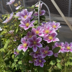 优藤铁线莲爬藤庭院拱门阳台盆栽苗早花皇帝解放舞笑小鸭伊萨哥