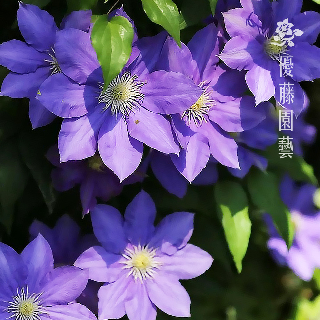 多季观花铁线莲优藤园艺早花组