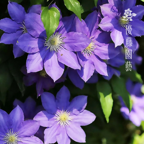 多季观花铁线莲优藤园艺早花组