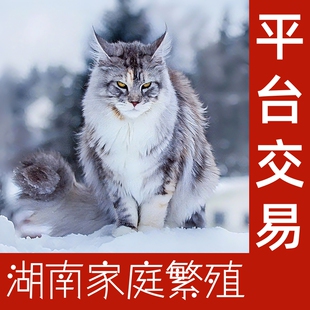 湖南娄底纯种缅因猫银虎斑三花幼猫大型棕虎蓝虎库恩长毛幼猫活体