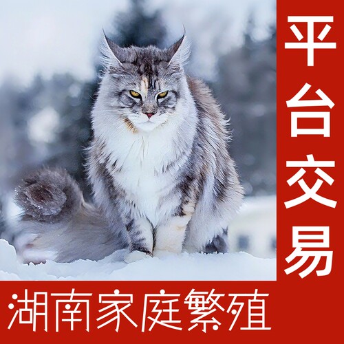 大猫酷霸气缅因猫大型长毛猫