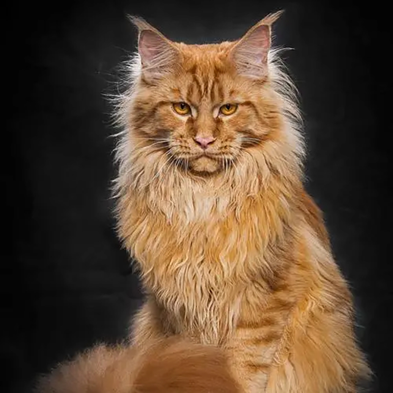 湖南娄底纯种缅因猫银虎斑烟灰幼猫大型库恩俄罗斯长毛猫活体猫咪