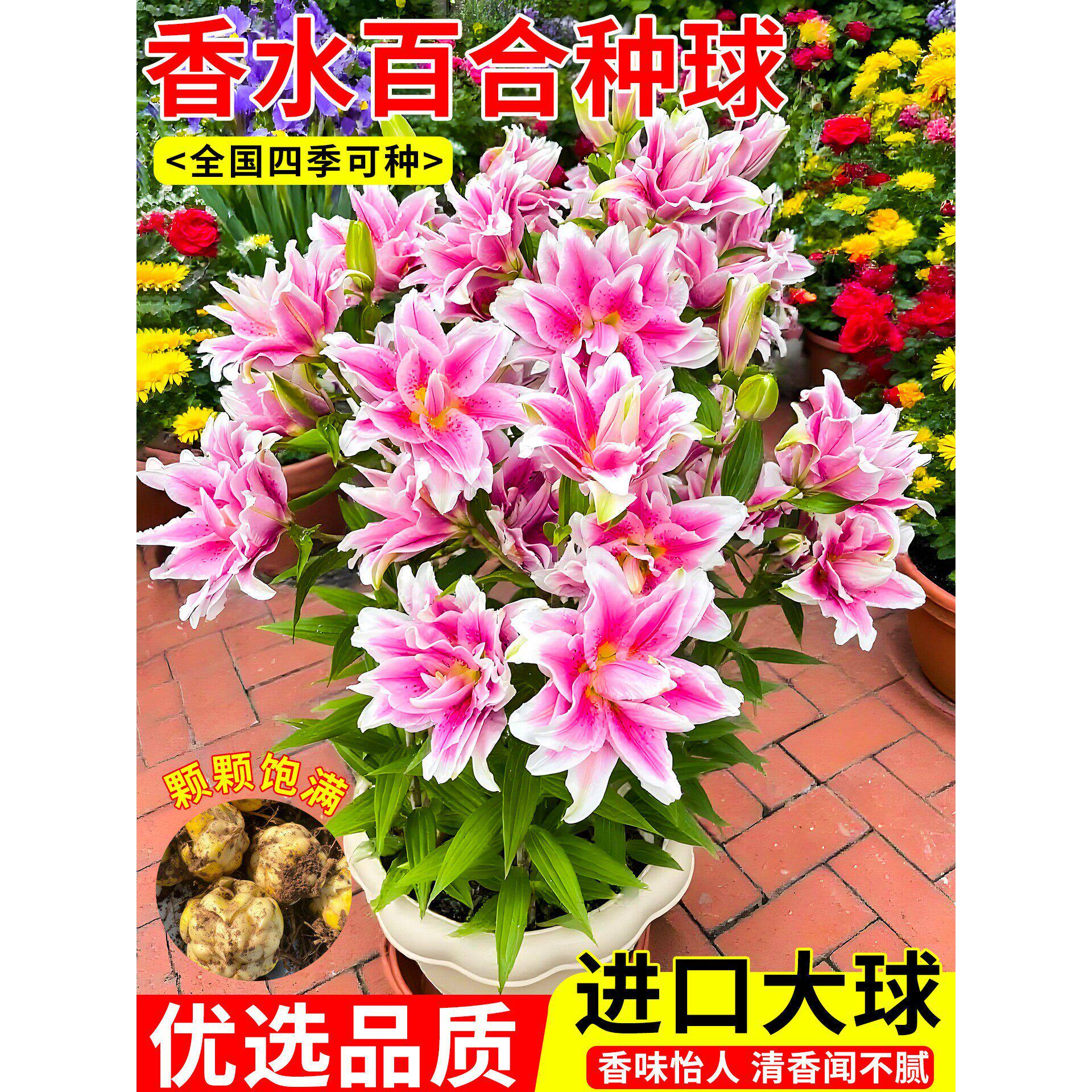 重瓣香水百合开花比香水还要香,非常好养,花盆小院都能种
