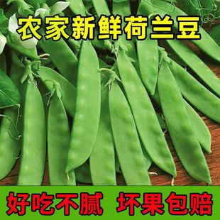 新鲜荷兰豆高原豆荚现摘甜脆蔬菜豌豆豌豆荚农家四季豆云南当季