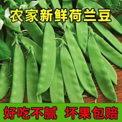 新鲜荷兰豆高原豆荚现摘甜脆蔬菜豌豆豌豆荚农家四季豆云南当季