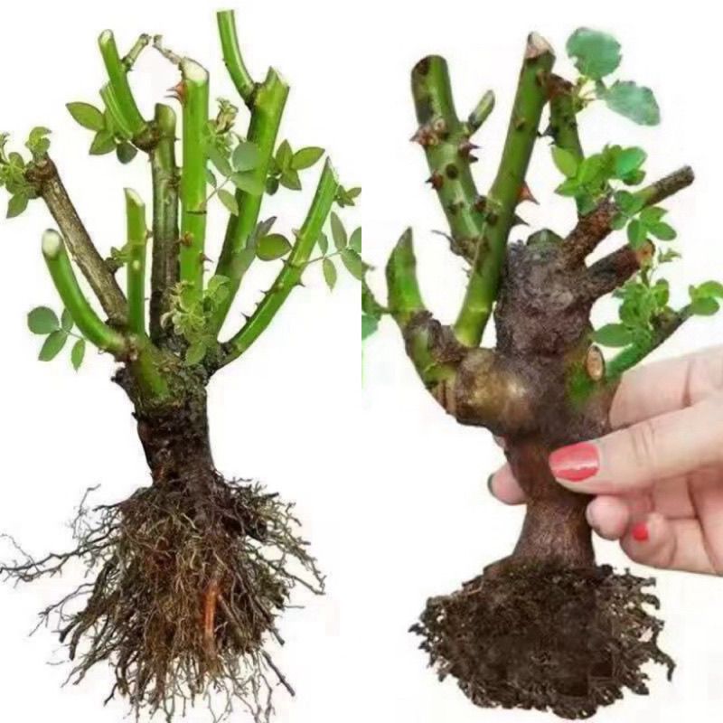 浓香型玫瑰花老桩苗 老桩阳台花卉四季庭院室内开花盆栽月季花绿