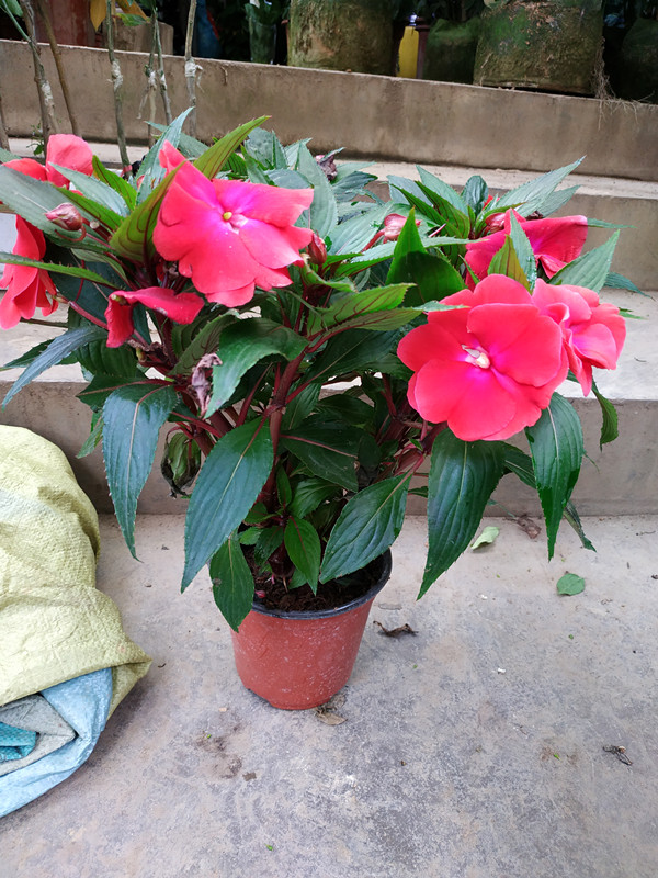 植物盆栽室外庭院窗台凤仙花