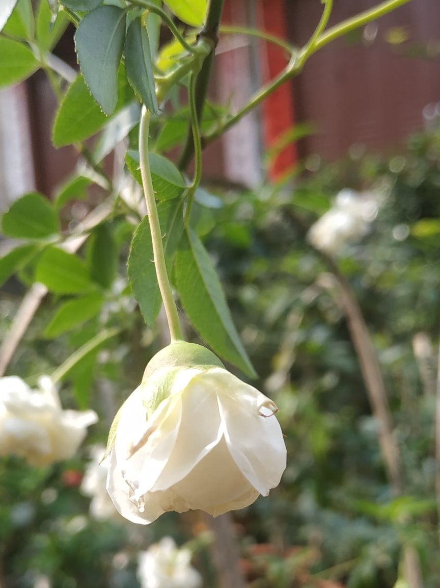 白色室外七里香垂吊蔷薇花植物