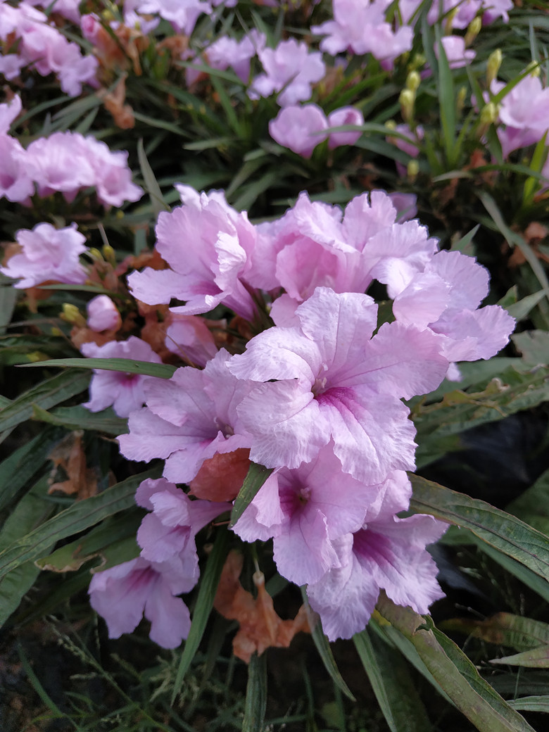 花苗品种翠芦莉矮生