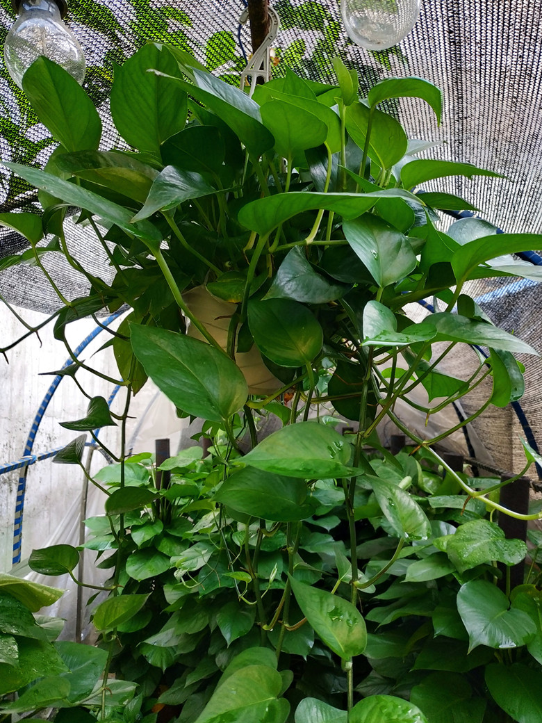 绿萝盆栽植物花卉水培盆景观叶绿植室内吸甲醛净化空气大绿箩