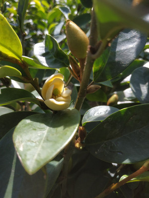 绿植含笑四季耐寒当年开花植物