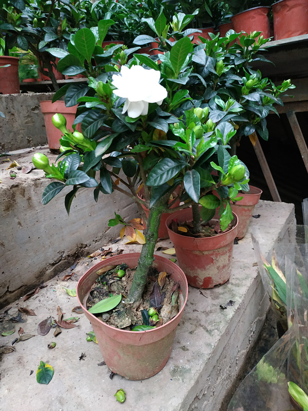 栀子花盆栽室外观花大树苗大棵