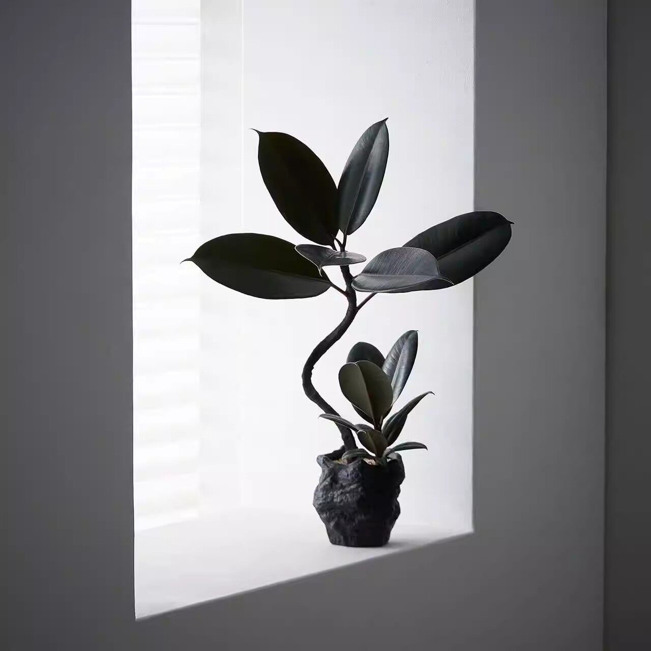造型双株橡皮树植物中古侘寂风茶室内客厅装饰好养盆栽绿植摆件图片