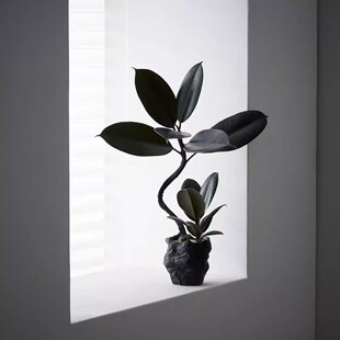 造型双株橡皮树植物中古侘寂风茶室内客厅装饰好养盆栽绿植摆件