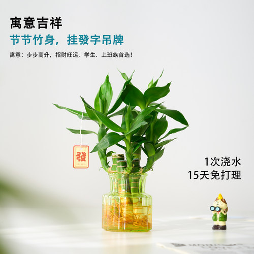水培文昌竹富贵竹办公室内绿植客厅懒人好养花卉招财旺宅桌面摆件