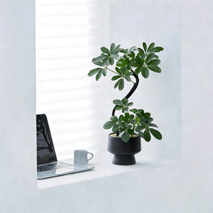 造型黑骨鸭脚木鹅掌财招财绿植物茶室内装饰懒人好养盆栽桌面摆件