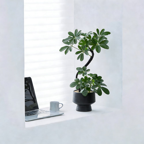 【八方来财】造型黑骨鸭脚木