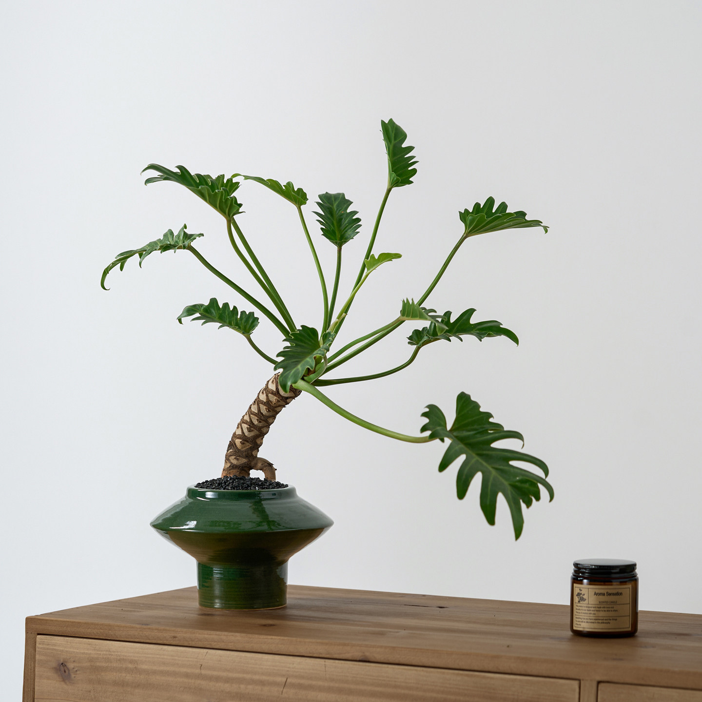 龙鳞小天使老桩盆栽中古风室内客厅书房茶室好养桌面常青绿植摆件