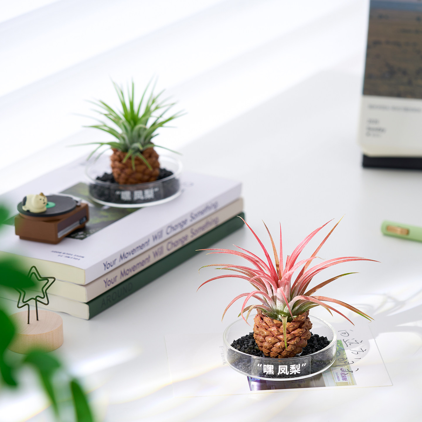【嘿凤梨】空气凤梨创意绿植无土栽培植物办公室内客厅桌面摆件