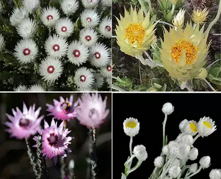 进口种子圣洁的花妖精花旱雪莲种子syncarpha Vestita 进口种子圣洁的花妖精花旱雪莲种子syncarpha Vestita