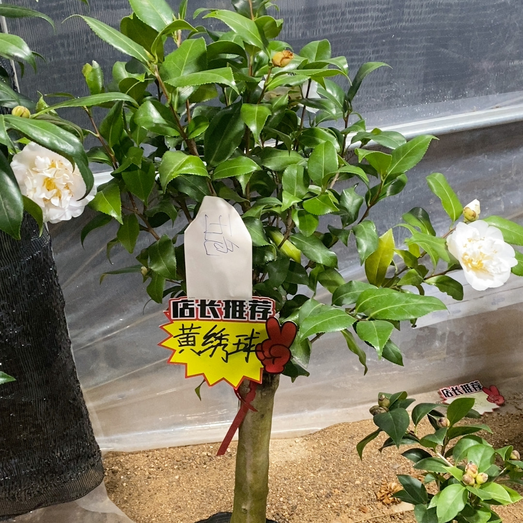 黄绣球茶花带花苞,鲜花速递/花卉仿真/绿植园艺,时令草本花卉,淘宝优惠券,粉丝福利购,淘宝优惠卷