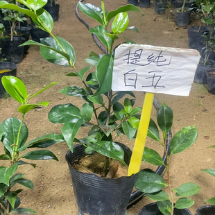 青芽白底白五茶花