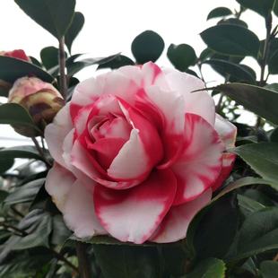 品种茶花吉普赛女郎火瀑布原生苗新世纪黄色茶花金碧辉煌黑色茶花