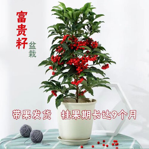 满天星四季种植盆景金边六月雪