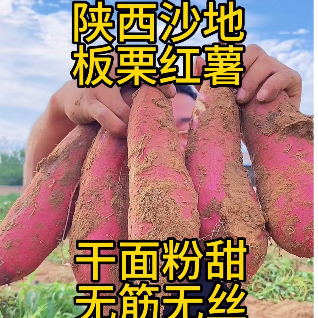 5斤9斤新货正宗现挖黄心板栗薯