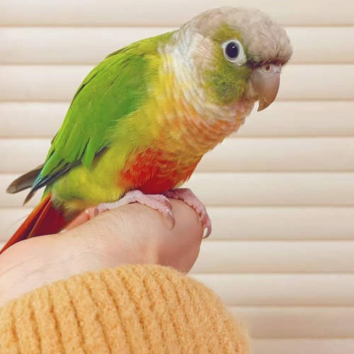 手养蓝化黄边凤梨绿佳肉桂香吉士小太阳鹦鹉雏鸟宠物亲人活体粘人