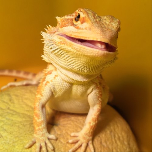 鬃狮蜥宠物幼体红系隐z温顺可爱