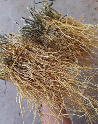 龙胆草苦胆草中药材克包邮龙胆草根打龙胆草粉龙胆根泡水泡酒纯跟