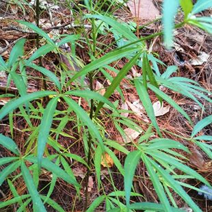 梁王茶枝叶金刚散山槟榔良旺茶宝金刚金刚树白鸡骨头树正宗中药材