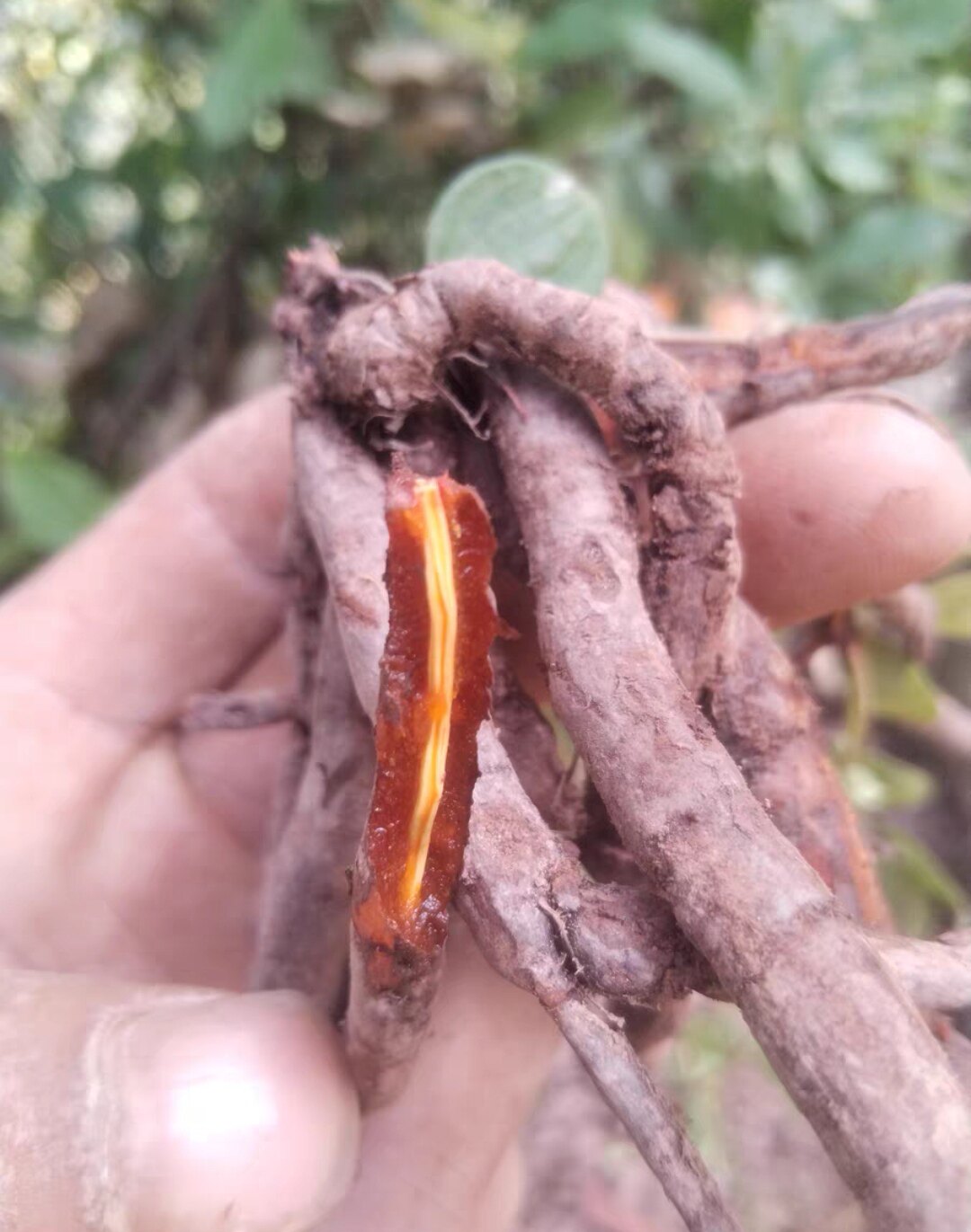 云南中药材 小红参 滇红参 小红药 小舒筋新鲜货现采食用煲汤泡酒