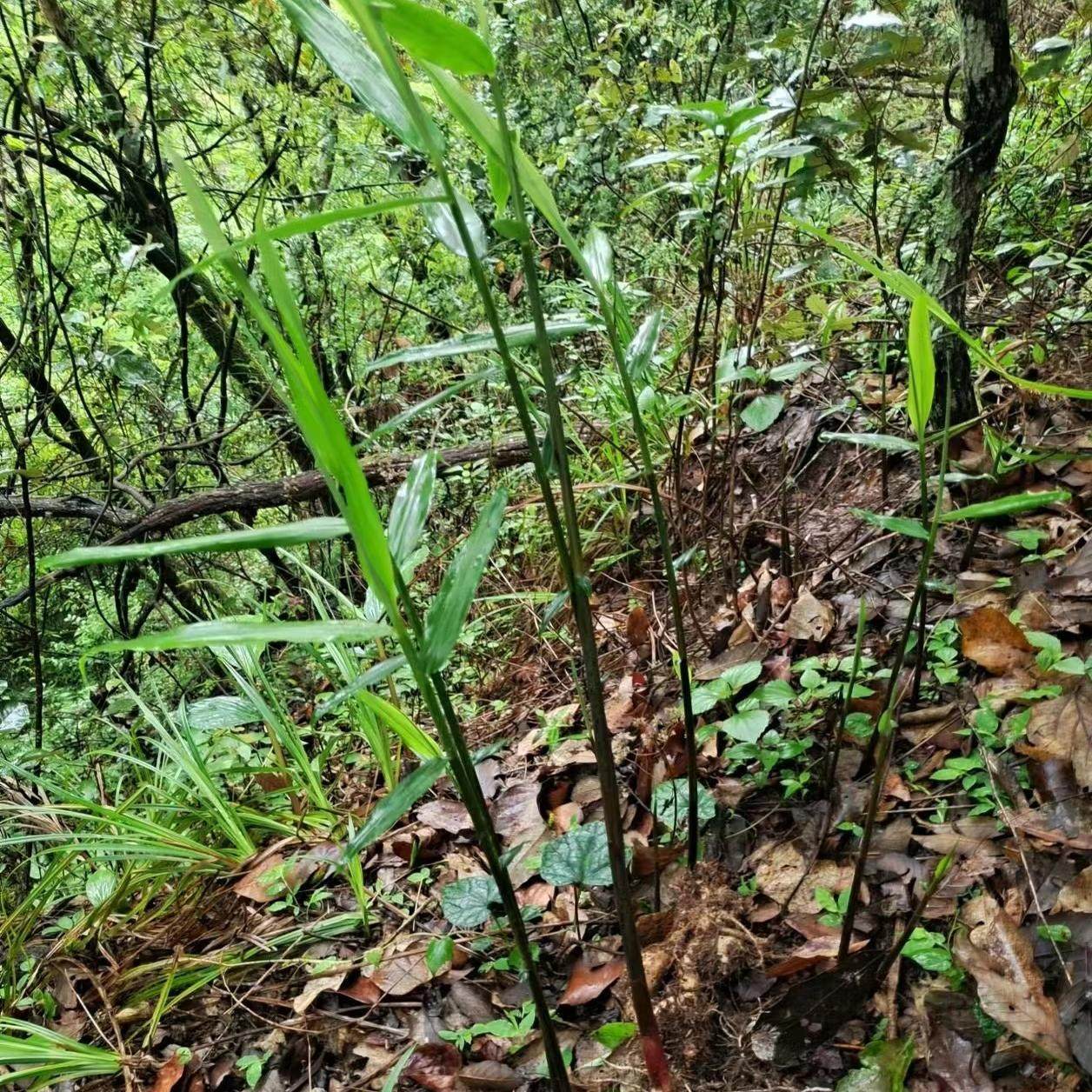 云南野山姜正宗野姜南姜深山现挖山姜头够老南姜开胃卤水配料